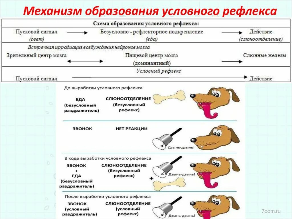 Механизм формирования рефлекса по Павлову. Механизм формирования условного рефлекса схема. Схема образования условного рефлекса. Условные механизм образования условных рефлексов. Какой рефлекс у человека является условным