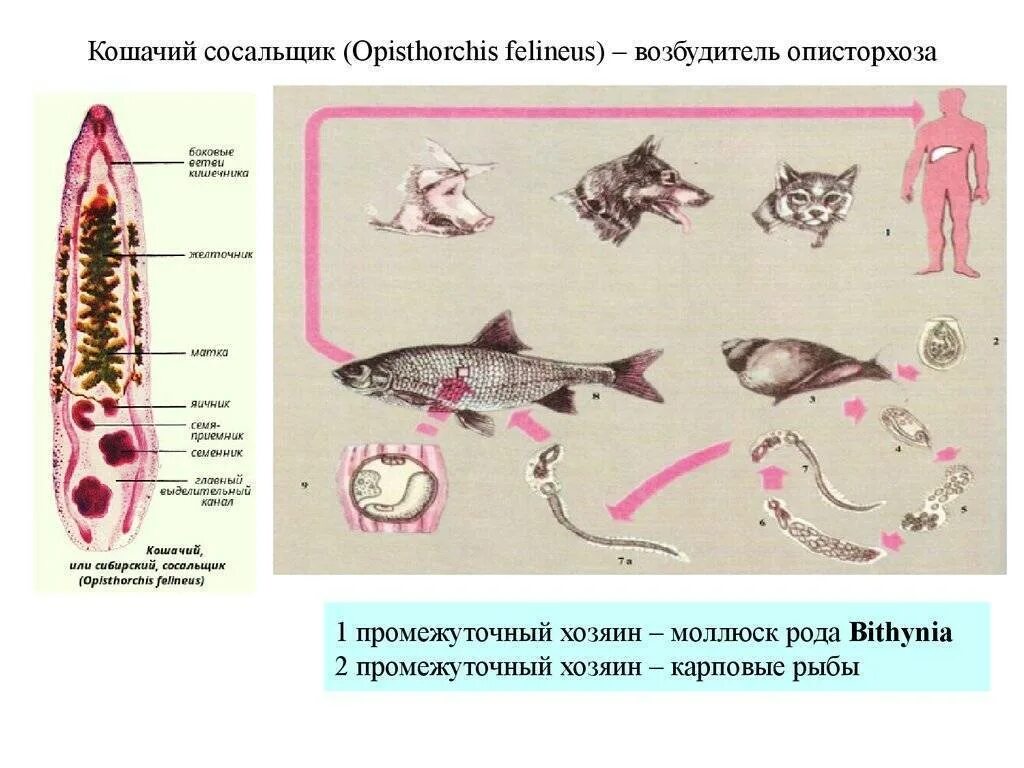 Кошачья двуустка какое развитие. Кошачий сосальщик промежуточный хозяин. Кошачий сосальщик (Opisthorchis felineus). Описторхоз кошачий сосальщик основной хозяин. Промежуточный хозяин Сибирского сосальщика.