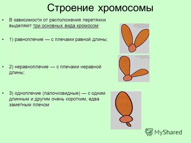 строение хромосомы. метацентрические хромосомы в кариотипе человека. равноплечие неравноплечие и палочковидные хромосомы. акроцентрические хромосомы строение. строение и типы хромосом.