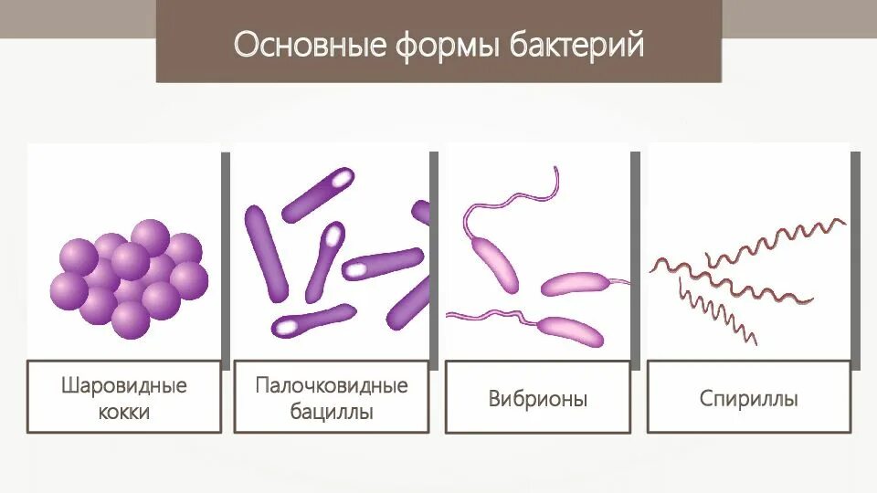 Бактерии известные виды. Формы бактерий кокки бациллы. Основные формы бактерий кокки. Формы бактерий кокки бациллы спириллы вибрионы. Схема формы бактерий 7клпсс.