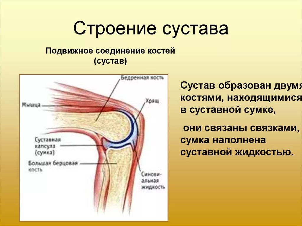 Суставное соединение костей