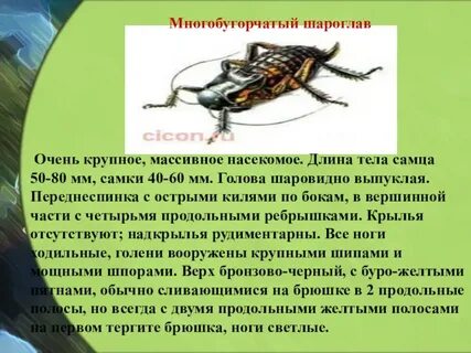 Длина насекомого