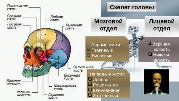 Скелет головы функции. Кости черепа мозговой отдел и лицевой отдел. Кости мозгового отдела черепа функции. Череп отделы и кости их образующие. Мозговой отдел парные и непарные кости.