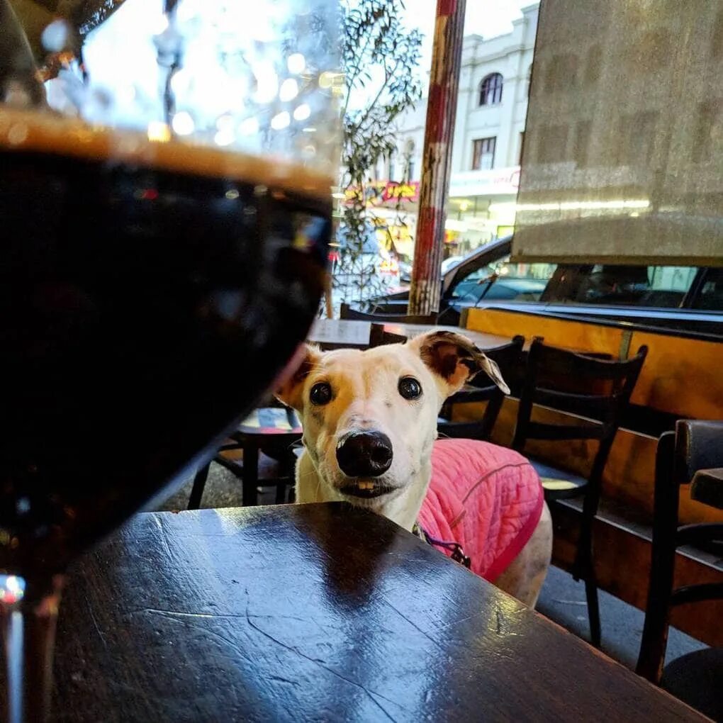 Заходи у нас собак нет. Необычные собаки. Щенок мем. Тут собачка. Соленая собака.