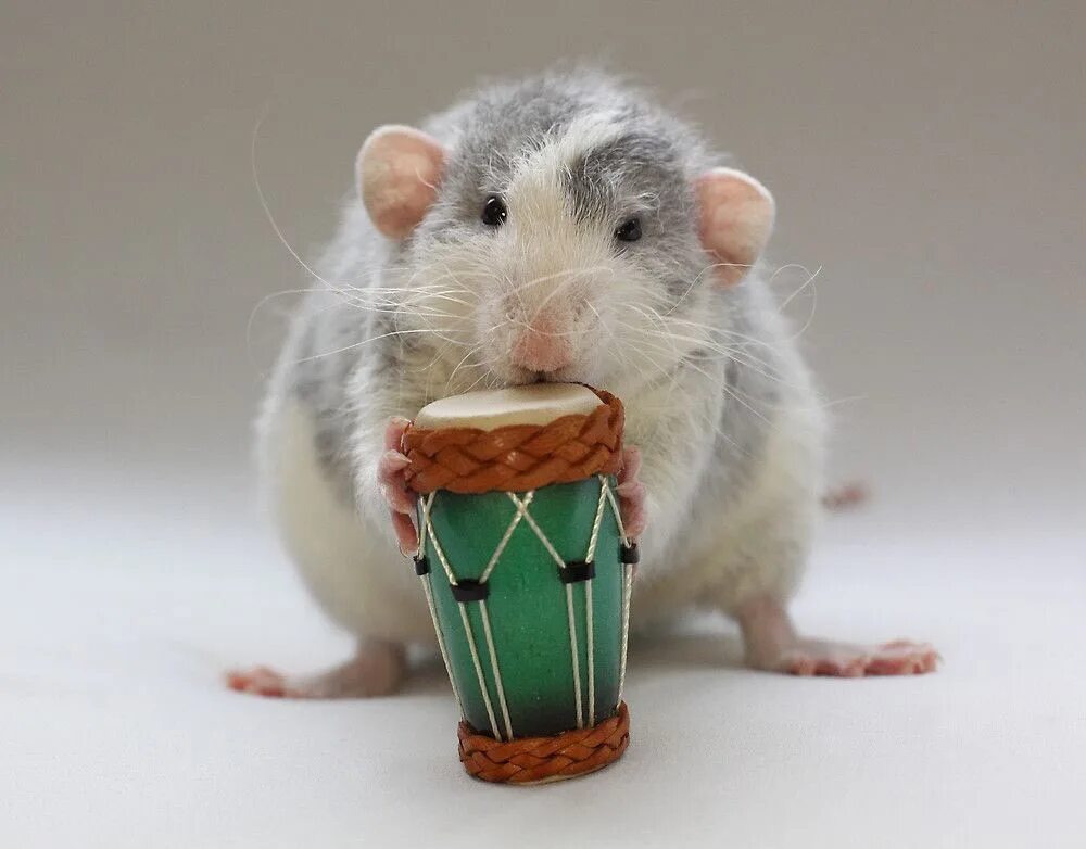 Крыса в офисе. Крыса слушает музыку. Крыса эллен ван дилен. Голландская крыса. Крыса слушает музыку.