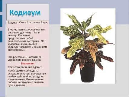 Кактус пеларгония сансевьера бегония плющ фикус