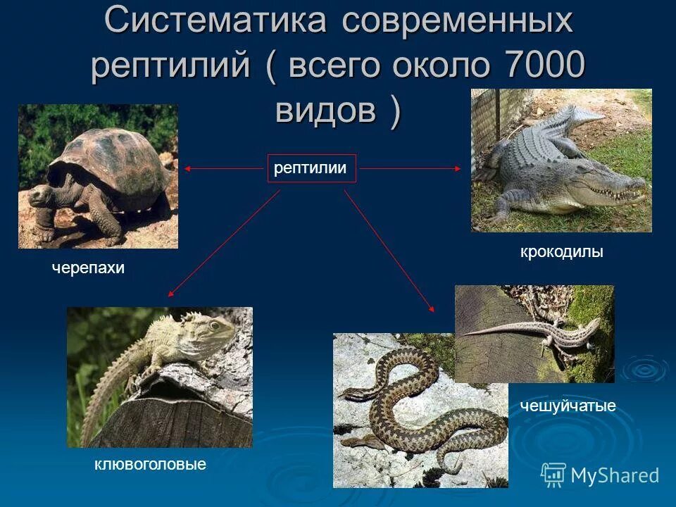 Виды пресмыкающихся рептилий