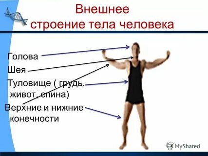 Тема урока человек и природа