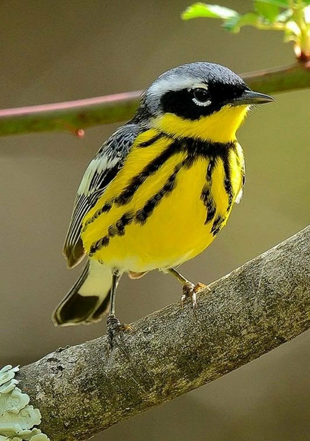 Птица с желтым пятном. Маленькая птичка с желтой грудкой. Маленькая желто черная птичка. Птички с жёлтой грудкой маленькие. Птица желтая с черными полосками.
