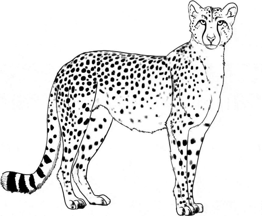 Рысь задания. Раскраска гепард. Леопард раскраска для детей. Раскраска животные гепард. Раскраска "Дикие животные".