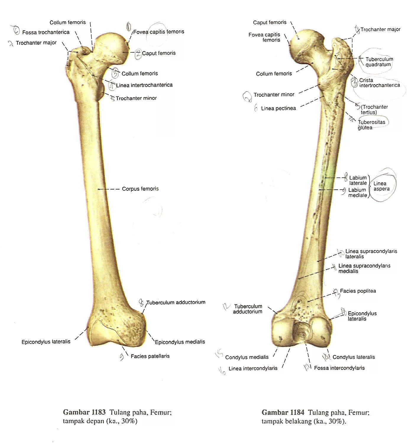 Fossa trochanterica бедренной кости. Бедренная кость анатомия строение. Fossa trochanterica анатомия. Бедернна кость анатомиякость.