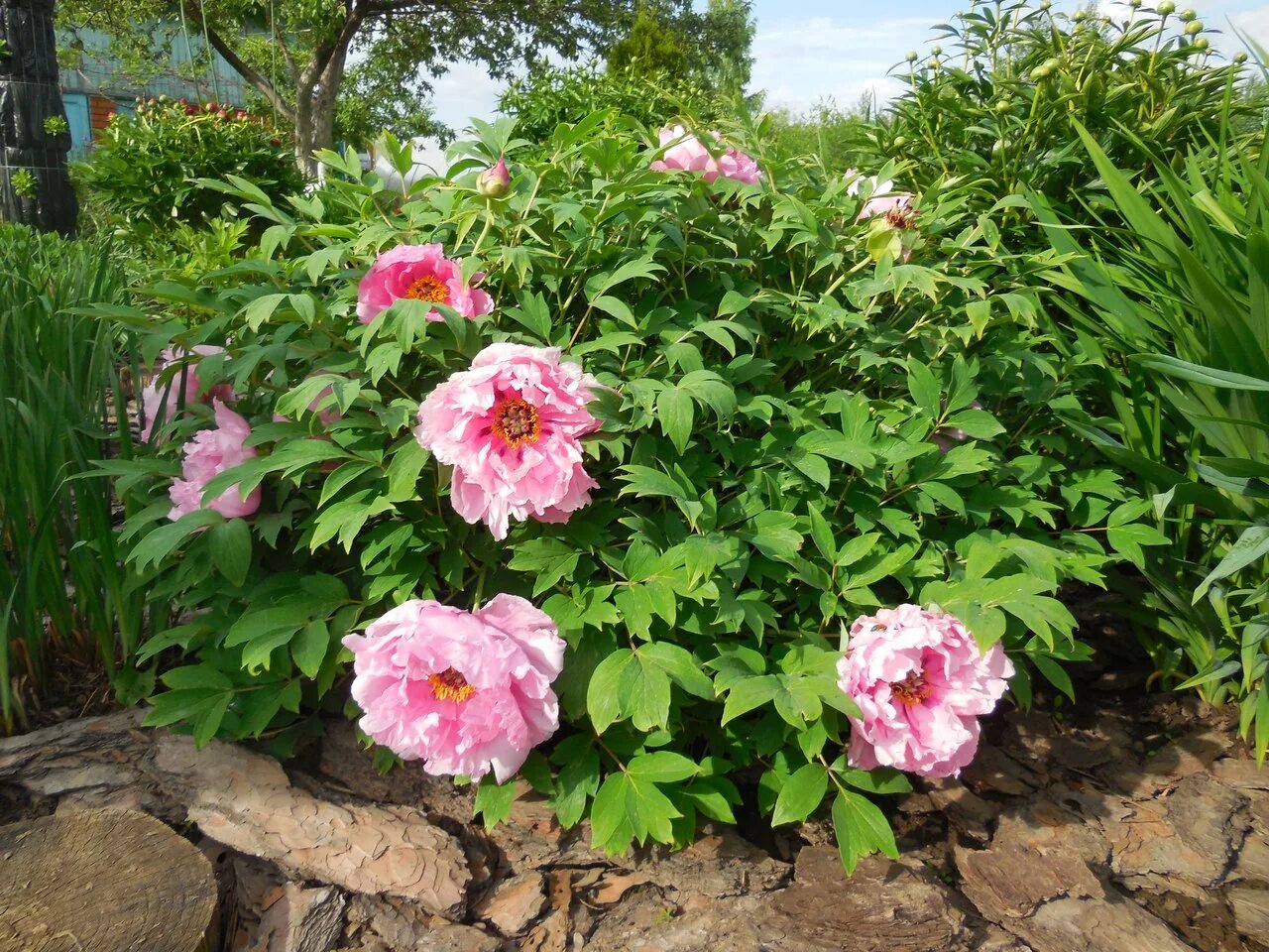 Древовидные пионы. Пион древовидный дак блэк-пёпл. Пион древовидный пурпурный феникс. Пион ренкаку древовидный. Пион древовидный розовый.