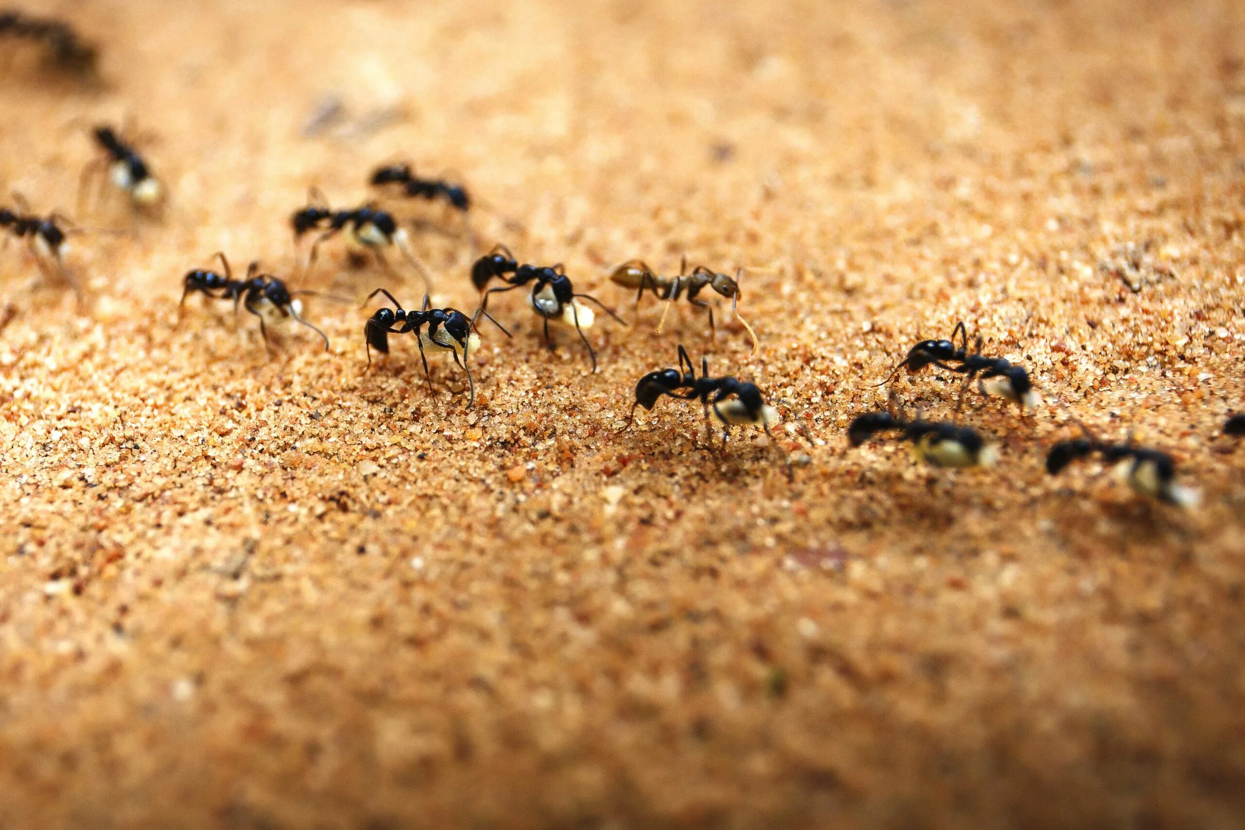 Солдат расположился на ночлег вблизи муравейника. Колония кочевых муравьев. Муравьи колония Муравейник. Стая муравьев. Муравьи бегут.