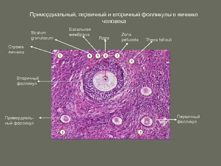 Строение фолликула гистология. Вторичный фолликул яичника гистология. примордиальный фолликул гистология препарат. первичный фолликул яичника гистология. атретический фолликул гистология препарат.