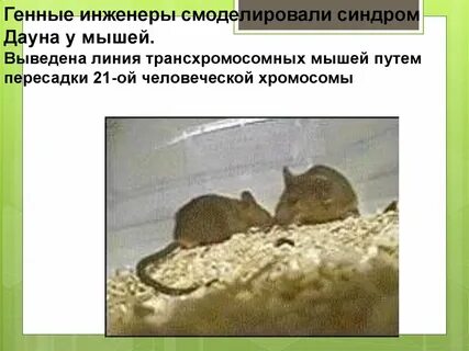Путь мыши