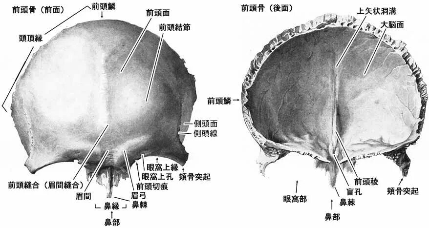 Теменная и затылочная кости тип соединения. Лобная кость анатомия. Анатомия лобной кости черепа. Лобная кость черепа анатомия. Лобная кость анатомия Синельников.