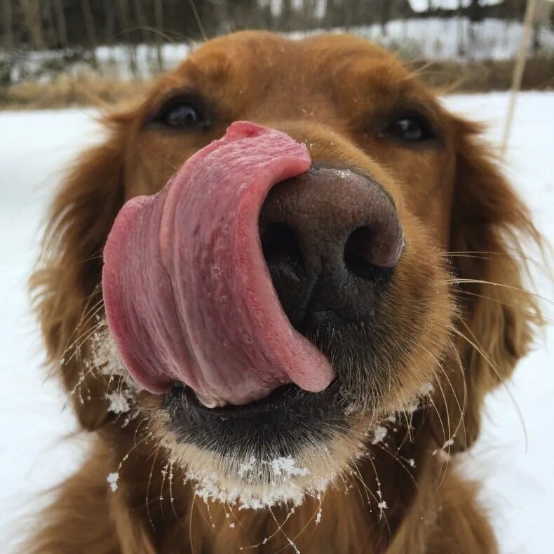 Слюнявая собака. Что значит слюнявый. Бульдог со слюнями. Собака большая пускает слюни. Собака со слюнями.