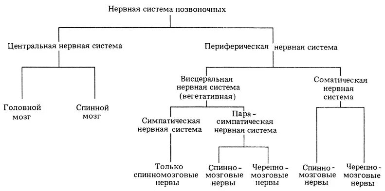 Центральная нервная система позвоночных животных. Нервная система позвоночных животных схема. схема нервной системы позвоночных животных 7. строение нервной системы животных. нервная система позвоночных животных таблица.