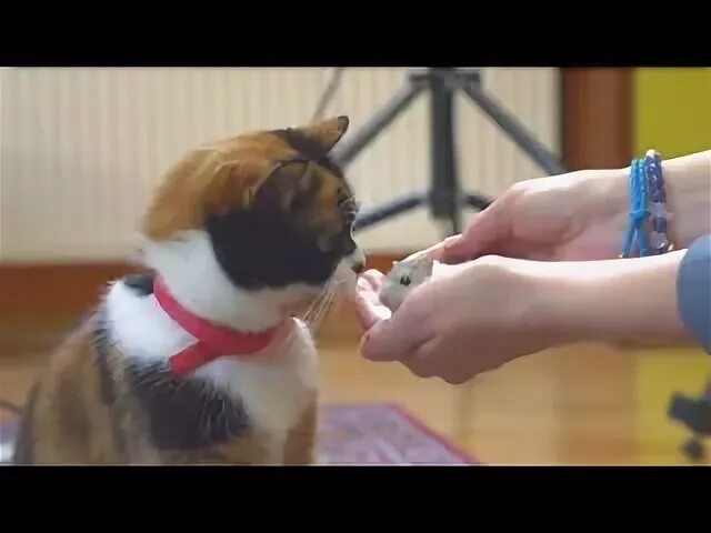 Сливки шоу хомяка