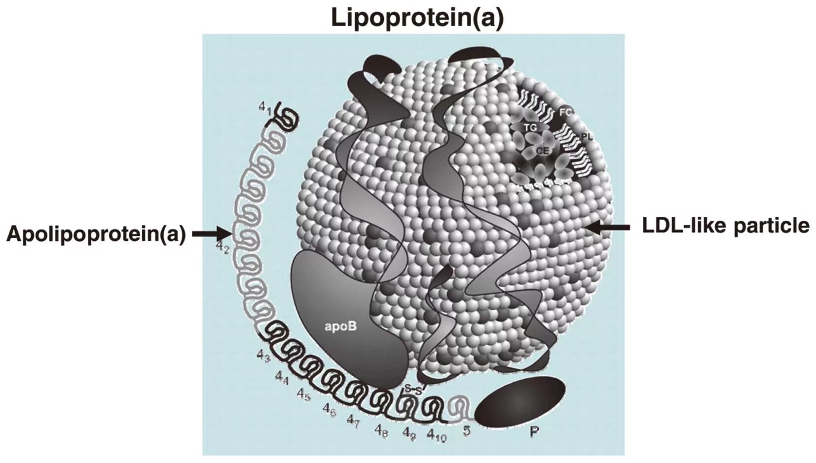 Липопротеин. Липопротеин строение. Липопротеиновая частица. Липопротеин структура.