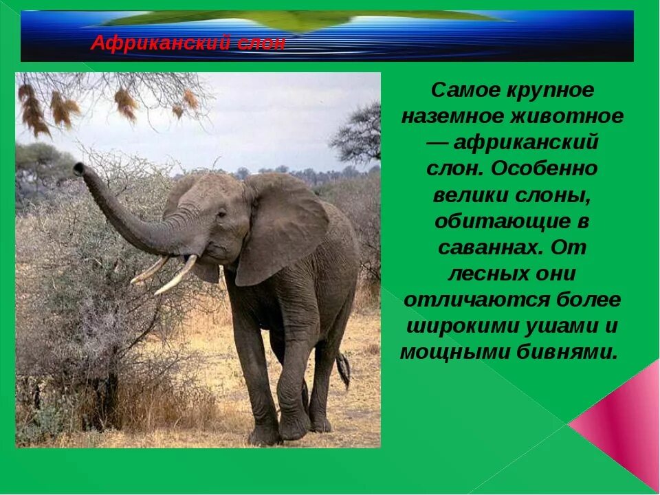 Кратко о слонах. Описать слона. Тема про слонов. Доклад о слонах. В какой природной зоне африки обитает слон