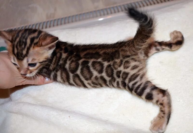 Клуб Любителей Кошек "LEORUSS" Воронеж Бенгальская кошка