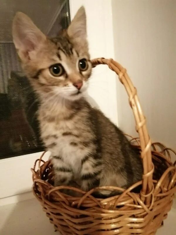 Котенка 2 месяца в добрые руки. Объявление отдам кошку в добрые руки. Объявление отдаю двух котиков. Черный котенок 1 месяц. Объявление отдам кошку в добрые руки.