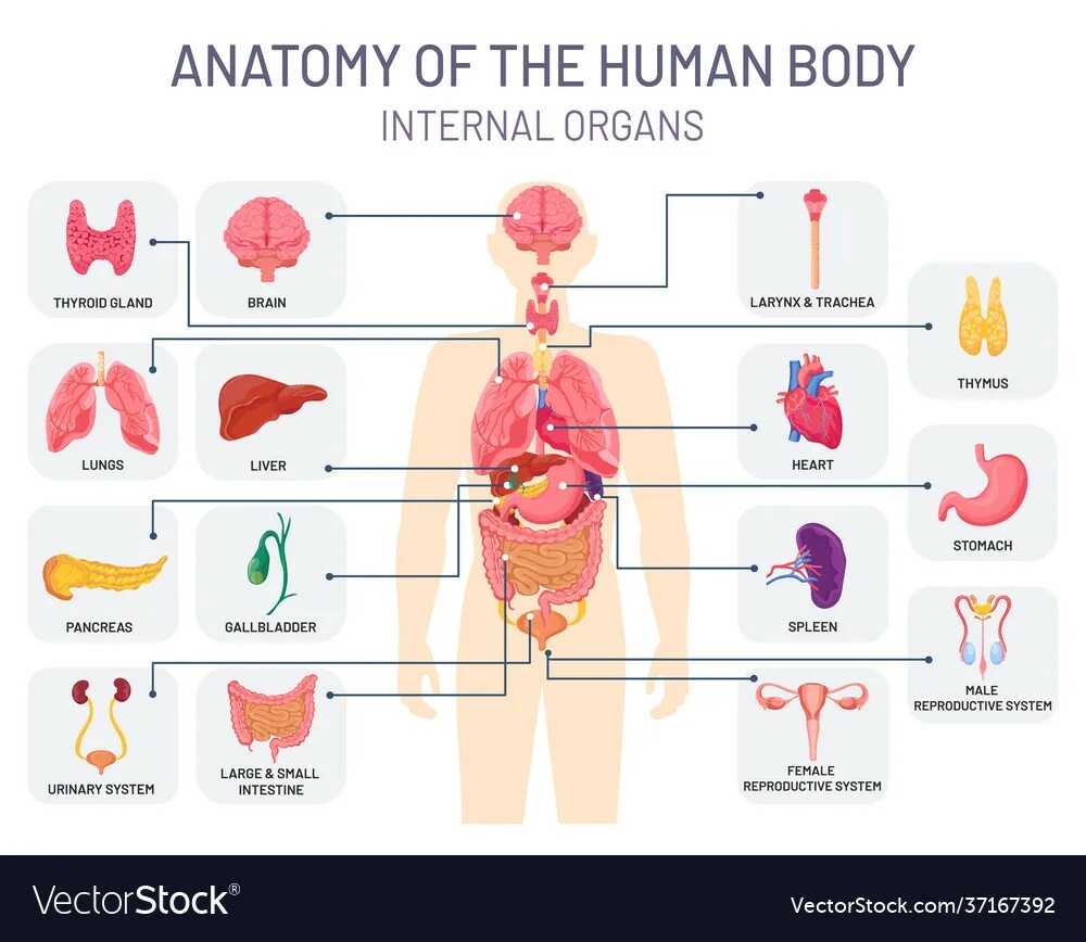 Human organs. Физиология внутренних органов человека. Internal Organs of the Human body. Инфографика анатомия органы человека.