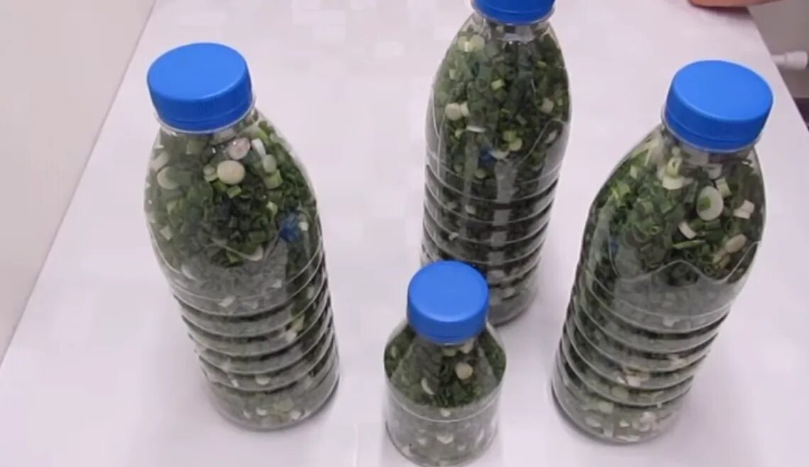 Микрозелень базилик. Зелень в бутылке. Заготовки в морозилку. Заморозка зелени в пластиковых бутылках. Заморозка зелени в пластиковых бутылках.