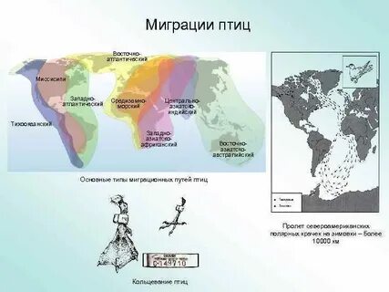 Миграция птиц виды