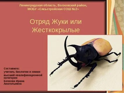 Жуки биология