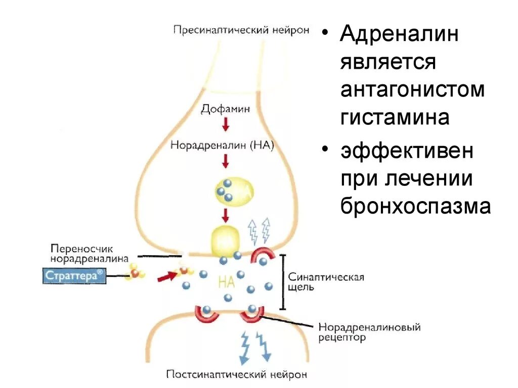 Адреналин механизм действия фармакология. Механизм действия эпинефрина фармакология. Адреналин и норадреналин антагонисты. Антагонист адреналина является. Адреналин какое действие