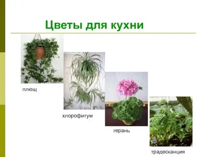 Кактус пеларгония сансевьера бегония плющ фикус