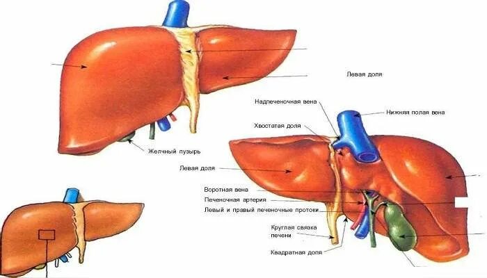 У каких животных печень