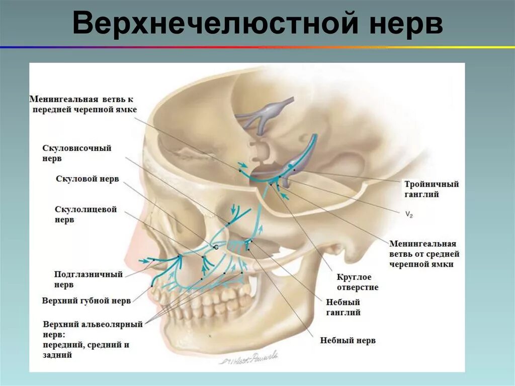 Верхнечелюстной нерв тройничного нерва. Верхнечелюстной тройничный нерв анатомия. Верхнечелюстной подглазничный нерв. Тройничный нерв верхнечелюстной.