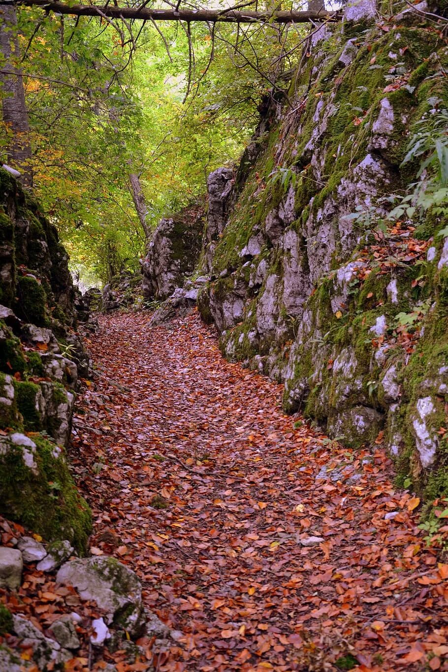 Тропы камни. Каменная тропа кизиловка. камни тропа. тропинка каменная осенью. дерево среди камней.