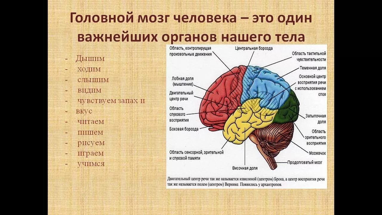 Функции височных отделов головного мозга. Функции височной доли головного мозга. Функции теменной доли головного мозга.