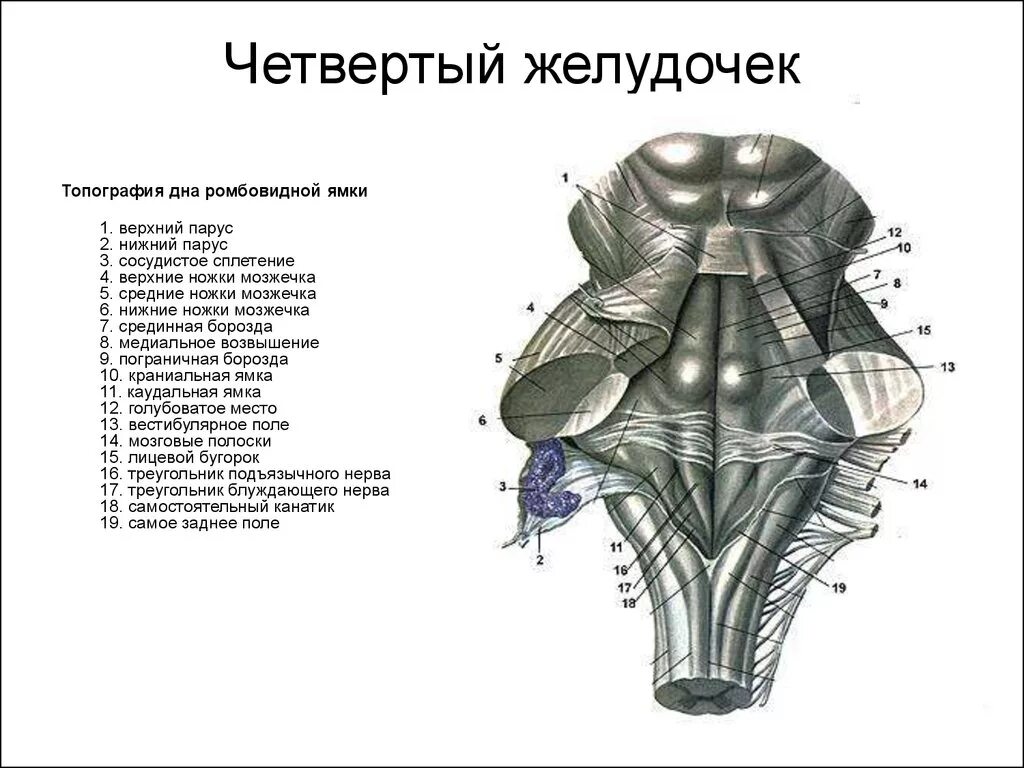 Каким номером на рисунке обозначен продолговатый мозг. Дорсальная поверхность ствола головного мозга. Продолговатый мозг анатомия дорсальная поверхность. Ромбовидная ямка ствола головного мозга.