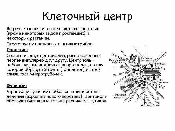 Клеточный центр признаки. Клеточный центр у грибов. Таблица строение клетки клеточный центр. Клеточный центр строение и функции кратко. Клеточный центр функции и строение кратко таблица.