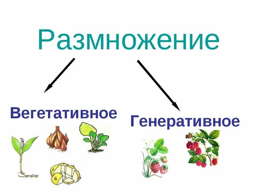 Что такое генеративное размножение