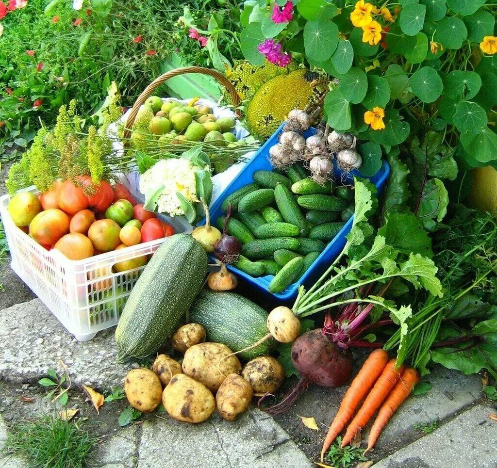 Есть и овощ в огороде. Овощи на грядке. Урожай овощей. Осенний огород. Огород урожай.