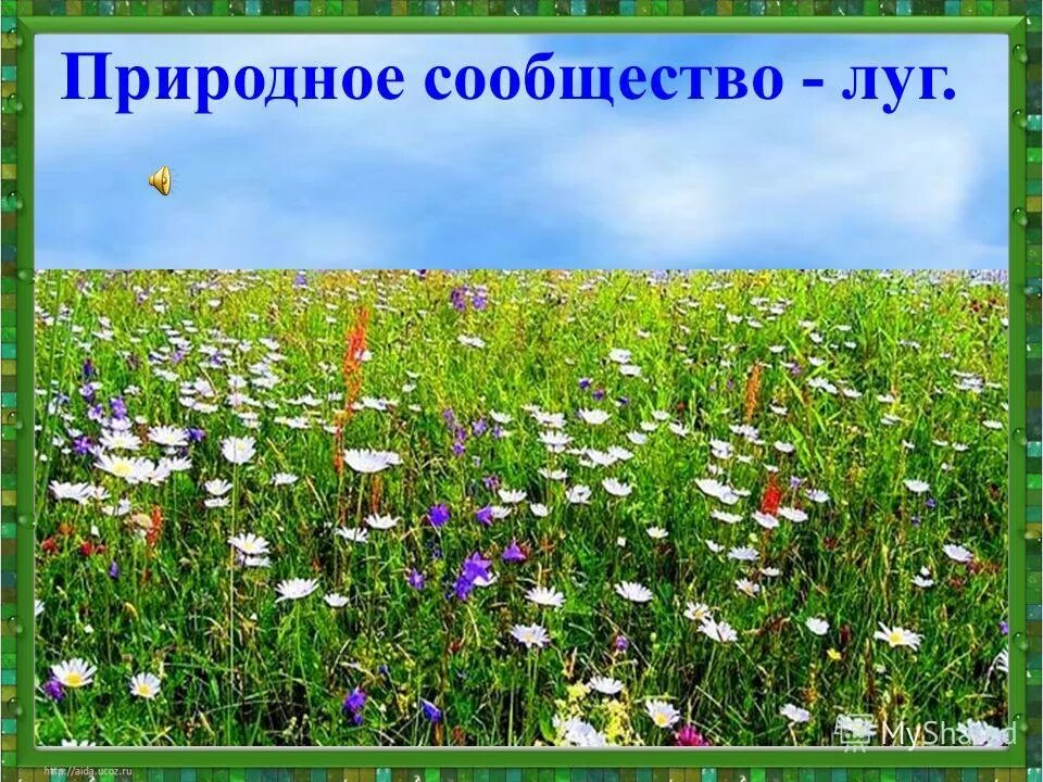 Изучения природного сообщества 4 класс