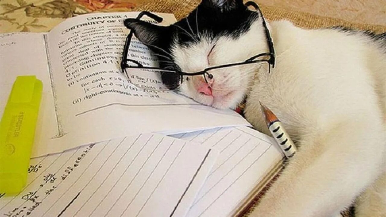 Котики уроки. Котик учит уроки. Кот за уроками прикольные. Кот учится. Кот учится.