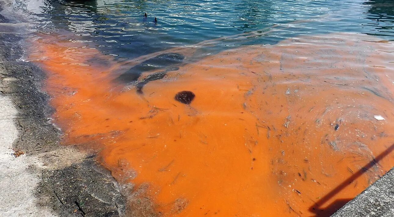 Водоросли красный прилив. Цветение вод и красные приливы. Водоросли красный прилив. Триходесмиум индийского океана. Водоросли соленых водоемов.