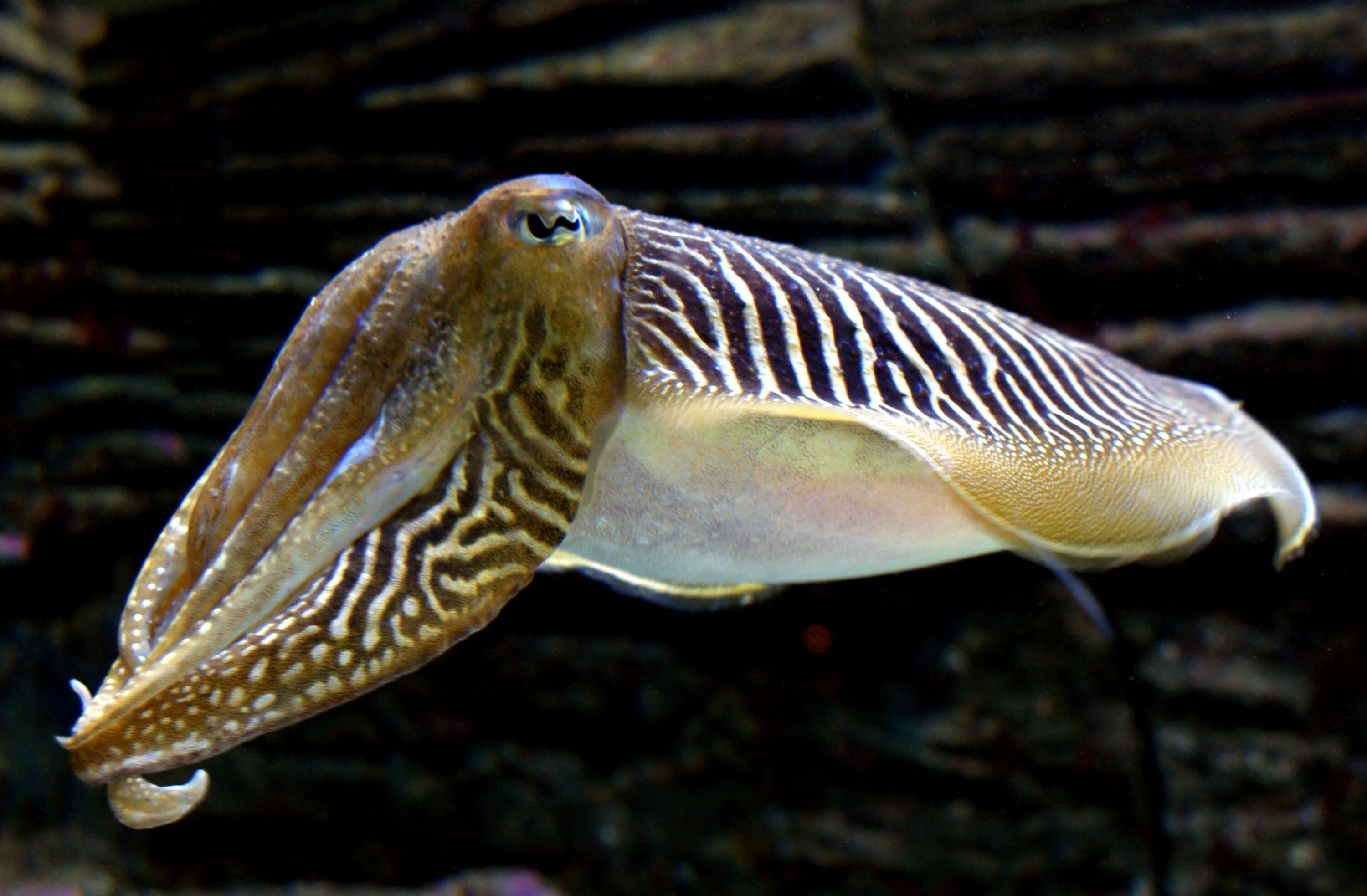 Каракатица обыкновенная. Широкорукая каракатица. Двустворчатые моллюски каракатица. Каракатица моллюск. Тихоокеанский головоногий моллюск.