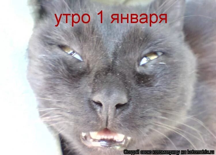 Утро после пьянки фото. Утро первого января. Пикавидс. Утро 1 января оно такое. Утро 1 января приколы видео.