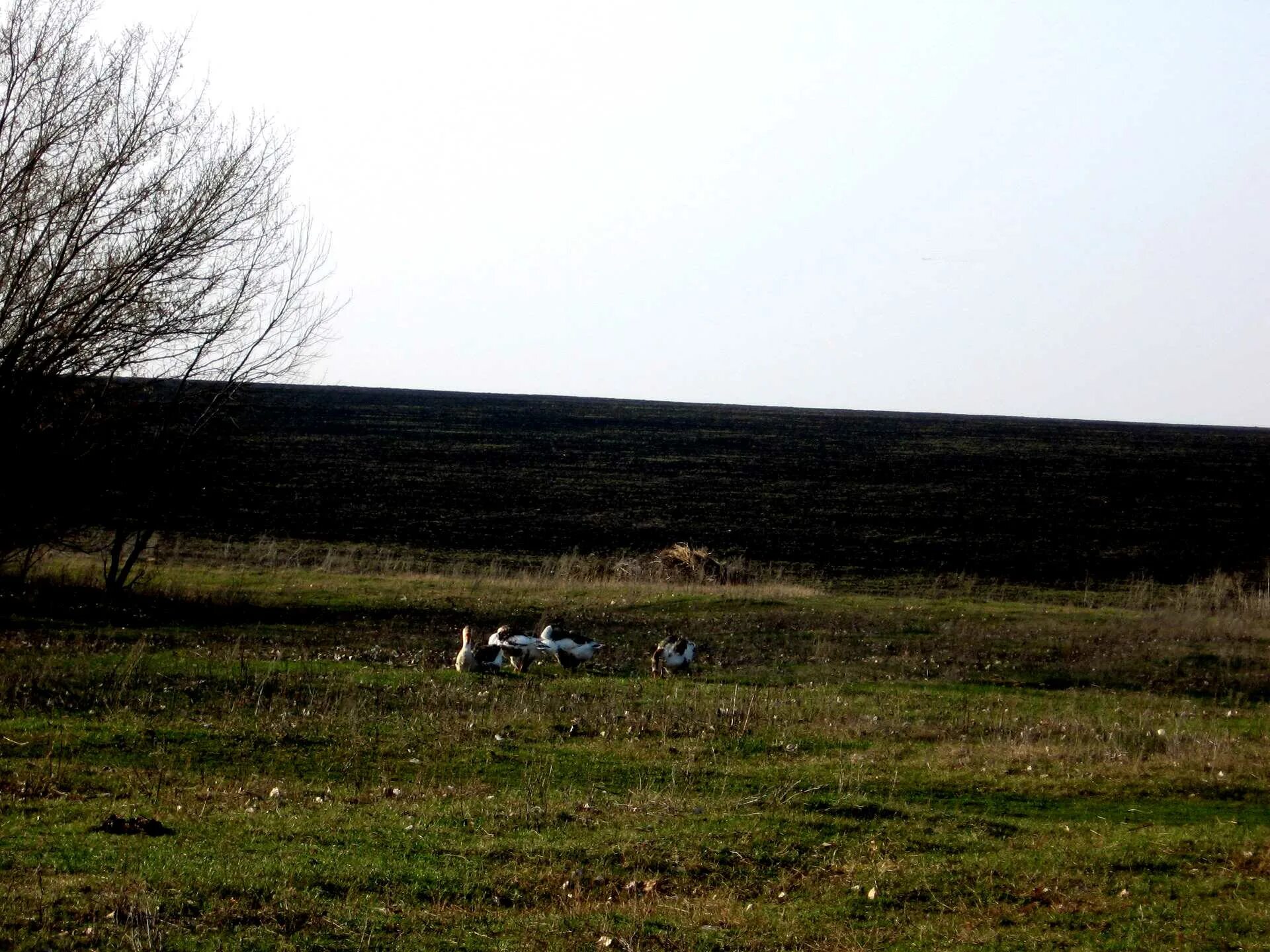 Марьевка тамбовская область. Марьевка кемеровская область. Ольховатский марьевка. Моршанск пляж. Воронежская.