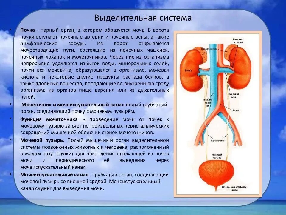 Общая характеристика органов выделительной системы. Мочевыделительная система анатомия функции. Органы человека выделительной системы почка. Выделительная система строение и функции мочевыделительной системы. Через какие органы выделения выводятся газообразные