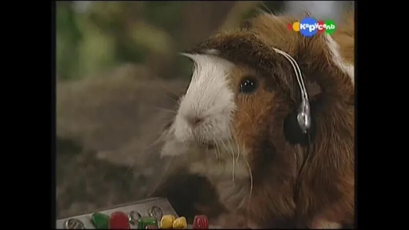 Unable to auth hamster combat. Unable to auth hamster combat
