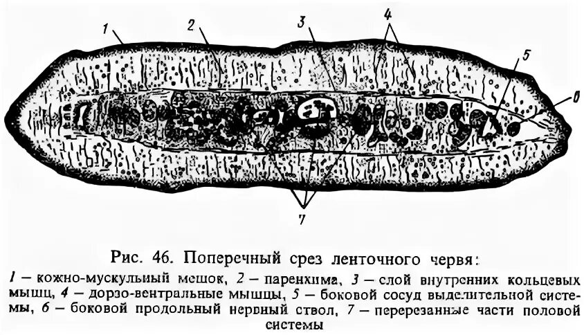 Срез червя под микроскопом. Поперечный срез бычьего цепня препарат. продольный срез свиного цепня. поперечный срез бычьего цепня. бычий цепень поперечный срез.